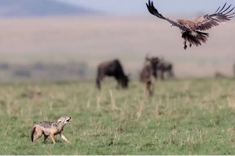 مستند حیات وحش؛ عقاب و شغال هر دو به دنبال یک شکار