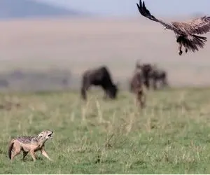 مستند حیات وحش؛ عقاب و شغال هر دو به دنبال یک شکار