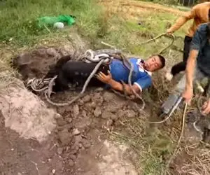 از جذابیت های حیات وحش؛ آقاهه و رفقای کله خرش یه خروار مار رو کردن تو کیسه