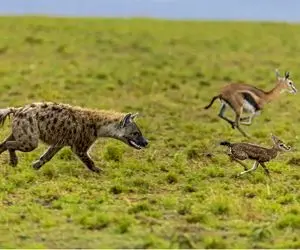 دانلود مستند حیات وحش؛ کفتار آسته رفت آسته اومد آهو شاخش نزنه