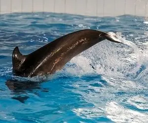 علت انتقال دلفین برج میلاد به کیش چیست؟