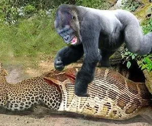 شاهکار حیات وحش؛ پیتون غول بعد بلع پلنگ نای خزیدن نداشت میمون هرکول پرید روش ترکید