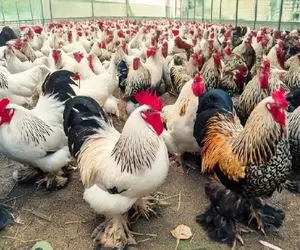 کارخانه حیوانات؛ پرورش میلیون ها مرغ براهما برای تخم مرغ و گوشت