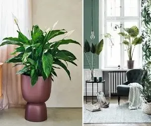 لوکس ترین گیاهان آپارتمانی برا پذیرایی و نشیمنی که نور کم دارن / سخت جان ها در تاریکی