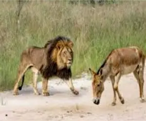 مستند حیات وحش؛ خر خنگول دندون شیر تو گوشت پشتشه یورتمه میره