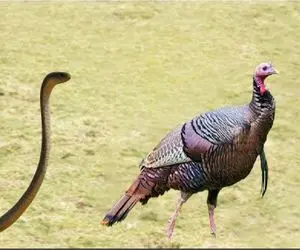 مستند حیات وحش؛ مار احمق به پرنده‌ی اشتباهی حمله کرد با جونش تاوان داد