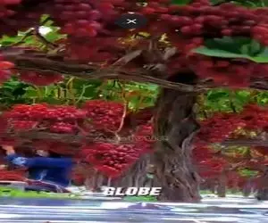 کشاورزی نوین؛ انگورایی که تولید کردن انقد زیادو بلندن که میخوره سرشون نشسته درو میکنن