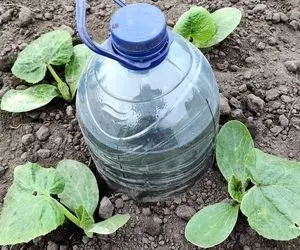 ایده های خلاقانه؛ بطری های پلاستیکی آب معدنی دور ننداز باهاش باغچتو قطره ای آبیاری کن