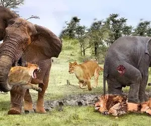 بدایع حیات وحش؛ فیل سفاک مذبوحانه با مشت و لگد شیر دد و پاره کرد کفتار بلعید