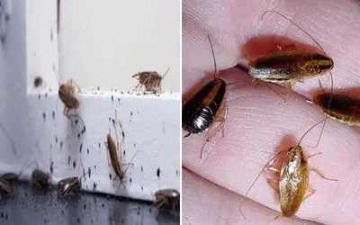 روش از بین بردن سوسک های ریز کابینت / اینجوری غیرمستقیم و بدون این که ببینیشون میمیرن