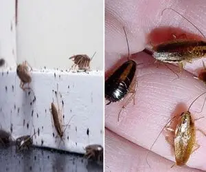 روش از بین بردن سوسک های ریز کابینت / اینجوری غیرمستقیم و بدون این که ببینیشون میمیرن