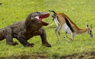 مستند حیات وحش؛ کومودو ازازیل غزال یجا میکنه ته حلقش