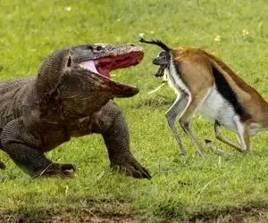 مستند حیات وحش؛ کومودو ازازیل غزال یجا میکنه ته حلقش