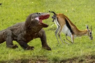 مستند حیات وحش؛ کومودو ازازیل غزال یجا میکنه ته حلقش