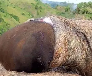 بدایع حیات وحش؛ کومودوی سفاک به سرعت نور دو تا گوسفند رو بلعید و نشخوار کرد