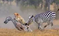 جذابیت حیات وحش / مادر خر راه راه برای نجات کودک خود یوزپلنگ را شکست داد
