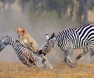 جذابیت حیات وحش / مادر خر راه راه برای نجات کودک خود یوزپلنگ را شکست داد