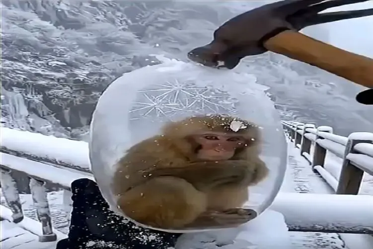 معماری طبیعت؛ دور بچه میمون از سرمای زیاد یخ بسته با چکش آزادش میکنن میزنه به چاک