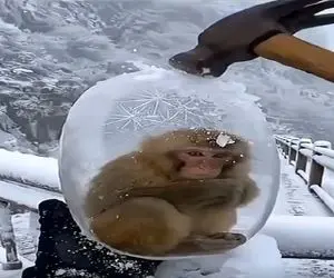 معماری طبیعت؛ دور بچه میمون از سرمای زیاد یخ بسته با چکش آزادش میکنن میزنه به چاک