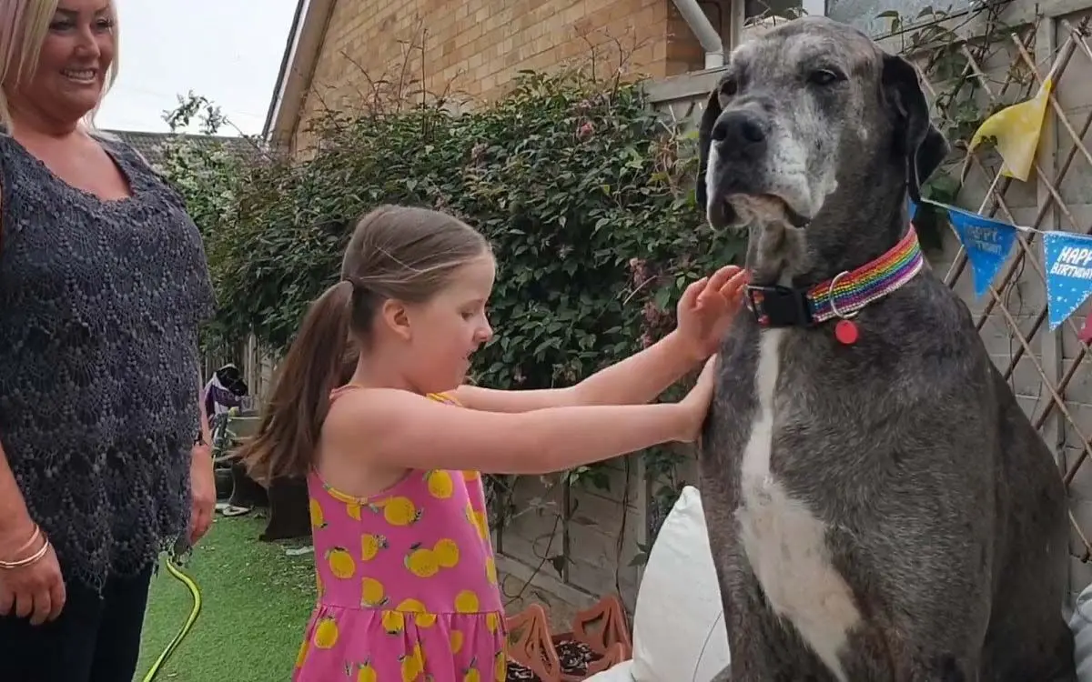 biggest-dog-wp