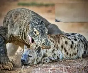 شاهکار حیات وحش؛ کومودوی ددمنش مثل کنه چسبید به کفتار سفاک تناول و نشخوار کرد