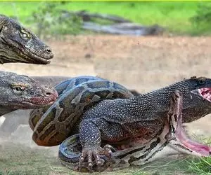 از جذابیت های حیات وحش؛ اژدهای کومودو بی رحم  مار پیتون هم سایز خودش و میخوره