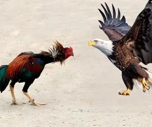 شاهکار حیات وحش؛ خروس مذبوحانه چشم عقاب رو درآورد تا دیگه مرغ ها رو دید نزنه