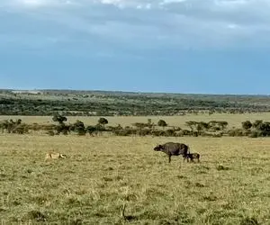 مستند حیات وحش؛ بوفالوی احمق مستقیم خودش و بچه اش رو برد تو دهن شیر