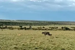 مستند حیات وحش؛ بوفالوی احمق مستقیم خودش و بچه اش رو برد تو دهن شیر