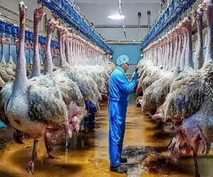 فرآوری شترمرغ؛ بعد کندن پر شترمرغ واسه متکا گوشت ریش شده شو میریزه تو الویه