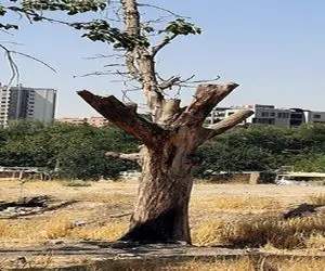 
ورود دادستانی کرج به موضوع خشکاندن درختان
