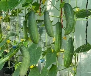 کشاورزی خلاقانه؛ یه ایده عالی واسه کاشت خیار توی گلدون آبیاریشم قطره ای کن