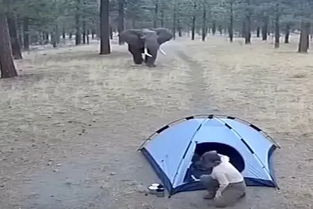 معماری طبیعت؛ زن بی پناه اگه دو دقیقه زودتر جمع میکرد میرفت فیل باهاش اینکارو نمیکرد