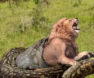 از جذابیت های حیات وحش؛ شرط بندی حیوانات برای شکار سلطان جنگل/ چه کورسی انداختن