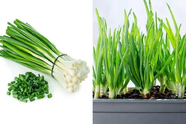 طریقه کاشت پیازچه در گلدان / سبزی خوردن خوشمزست چه برسه به اینکه محصول دست خودت باشه