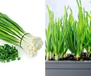 طریقه کاشت پیازچه در گلدان / سبزی خوردن خوشمزست چه برسه به اینکه محصول دست خودت باشه