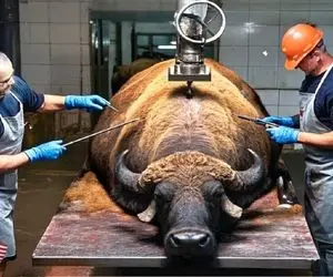 فرآوری گاو میش؛ گاو میش بزرگ رو درسته میزارن رو میز تا سلاخی بشه