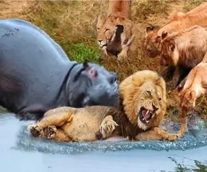 بدایع جیات وحش/گله شیرها پشت دست هم بازی میکنند تا صدای اسب آبی رو در نطفه خفه کنند