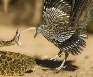 مستند حیات وحش؛ پرنده قاتل مار رو مثل رشته آش هورت کشید