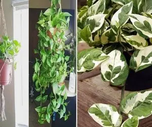 ترفندهای پر برگ شدن گیاهان آپارتمانی / گلت کچلم باشه و بدون برگ اینجوری میشه گیسوکمند