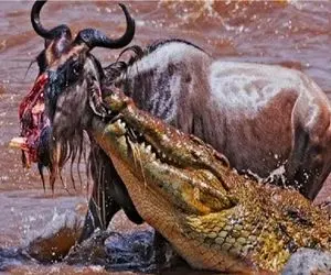 مستند حیات وحش؛ کل‌ یسالدار با پا اومد تو دهن تمساح با یه چاک عمیق رفت زیر گل