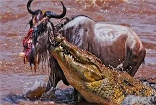 مستند حیات وحش؛ کل‌ یسالدار با پا اومد تو دهن تمساح با یه چاک عمیق رفت زیر گل