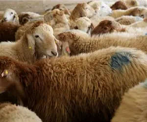 قیمت دام زنده امروز ۴ مرداد ۱۴۰۴ + جدول