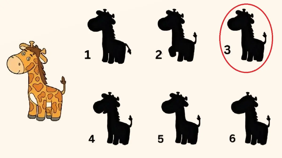 پاسخ-تست-هوش-یافتن-سایه-درست-زرافه
