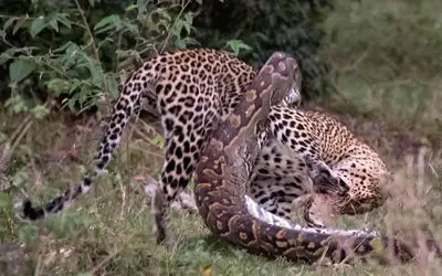 مستند حیات وحش؛ پیتون پیچید دور کمر پلنگ تا خاکش کنه