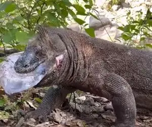 از جذابیت های حیات وحش؛ کومودو که هیچی گیرش نیومد بااشتها ماهی گندیده میل کرد