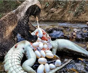 از جذابیت های حیات وحش؛ گورکن سفاک شکم تمساح و پاره کرد گوشتشو خورد تخم‌هاشو دزدید