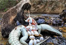 از جذابیت های حیات وحش؛ گورکن سفاک شکم تمساح و پاره کرد گوشتشو خورد تخم‌هاشو دزدید