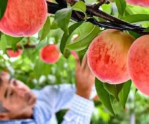 کشاورزی نوین؛ توی ژاپن با تجهیزات مدرن هلو کاشتن هر کدوم اندازه طالبی درشت شده
