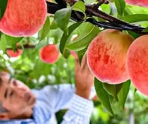 کشاورزی نوین؛ توی ژاپن با تجهیزات مدرن هلو کاشتن هر کدوم اندازه طالبی درشت شده